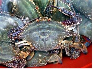 알아두면 좋은 꽃게 tip!