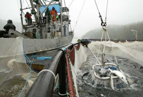 캐나다, 양식 연어 ‘유기’ 라벨 부착할 수 있어