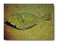 바다의 카멜레온, 넙치(광어)