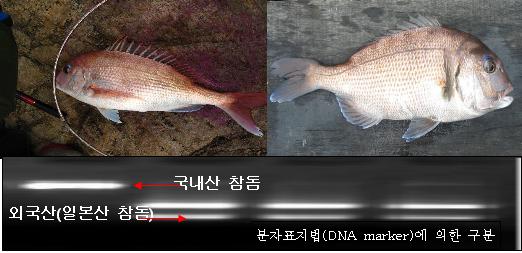 사진: 국내산(좌)과 외국산(우)의 원산지 판정 