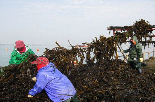 웰빙 미역 요모조모!