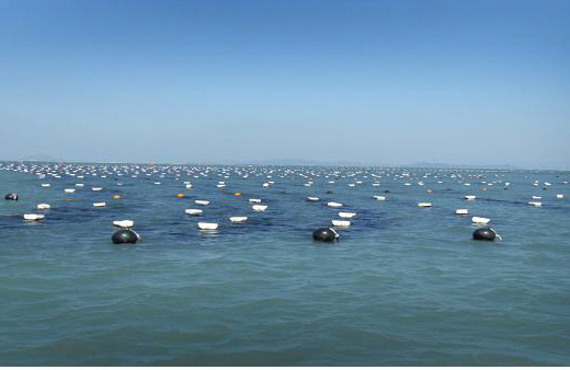 장흥 미역, 전국 최초로 친환경수산물 인증 획득