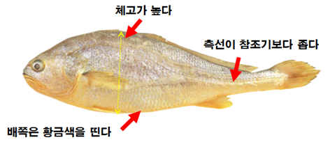 부세(중국산)